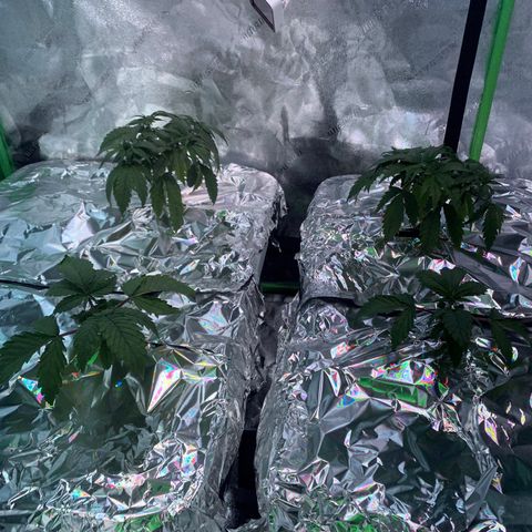 Farrah growlog photo: Drooping.  Made spray bars