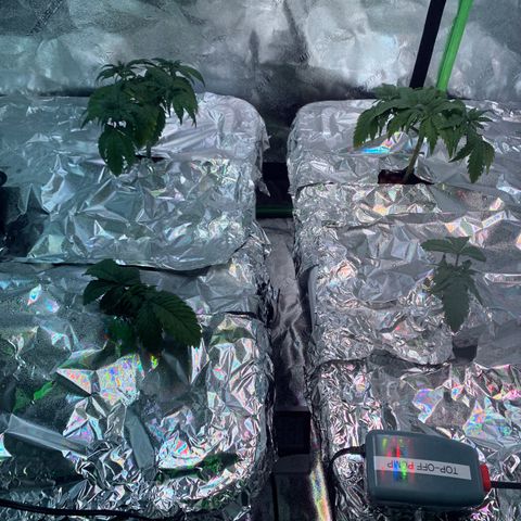 Farrah growlog timeline photo