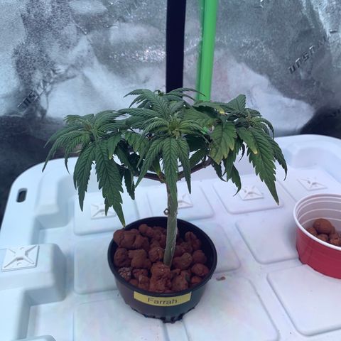 Farrah growlog timeline photo