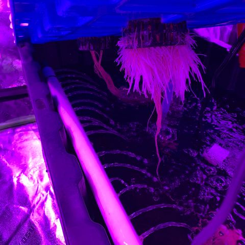 Farrah growlog timeline photo