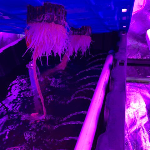 Farrah growlog timeline photo