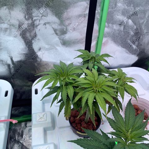 Farrah growlog timeline photo