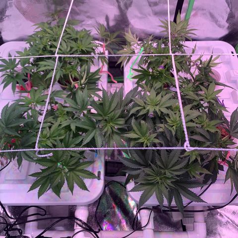 Farrah growlog timeline photo