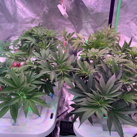 Farrah growlog timeline photo