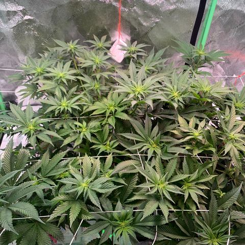 Farrah growlog timeline photo