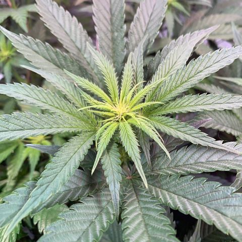 Farrah growlog timeline photo