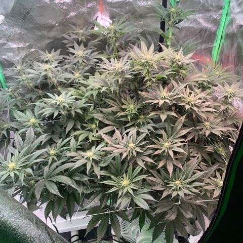 Farrah growlog timeline photo