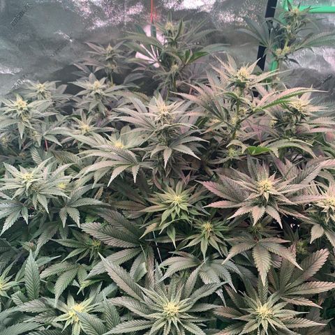 Farrah growlog timeline photo