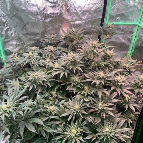 Farrah growlog timeline photo