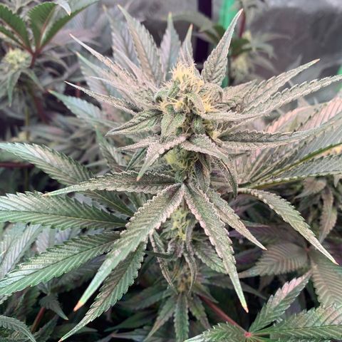 Farrah growlog timeline photo