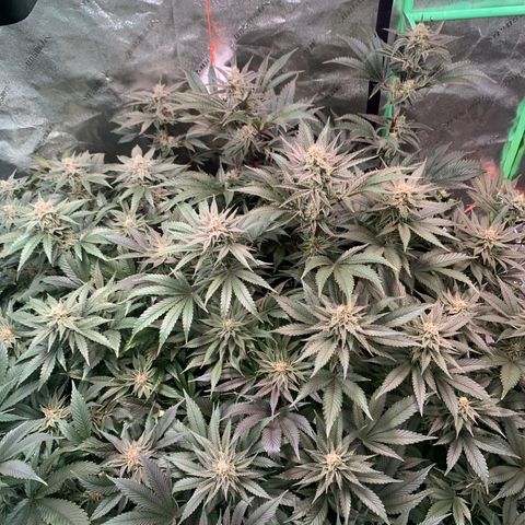 Farrah growlog timeline photo
