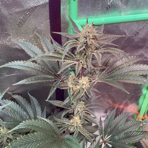 Farrah growlog timeline photo