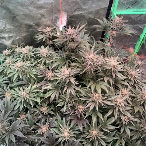 Farrah growlog timeline photo