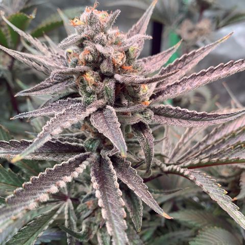 Farrah growlog timeline photo
