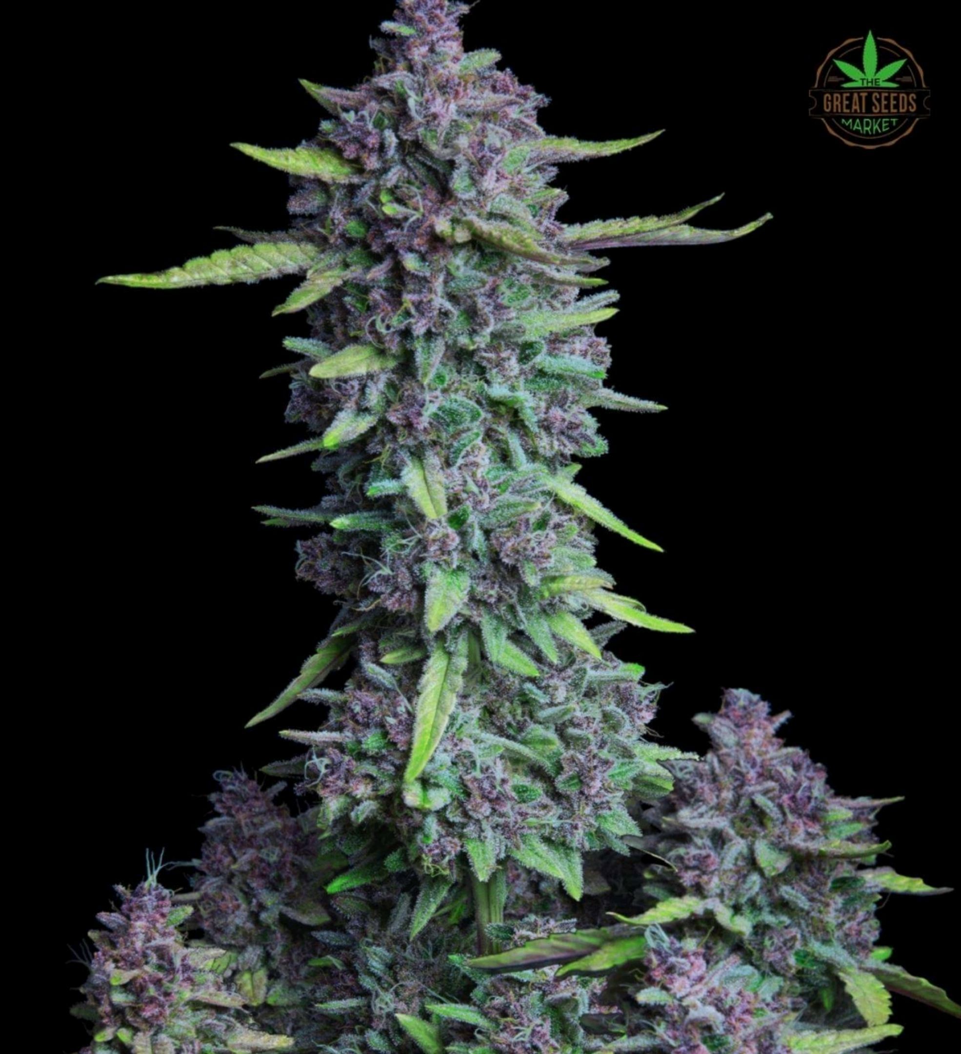 Black Domina growlog header