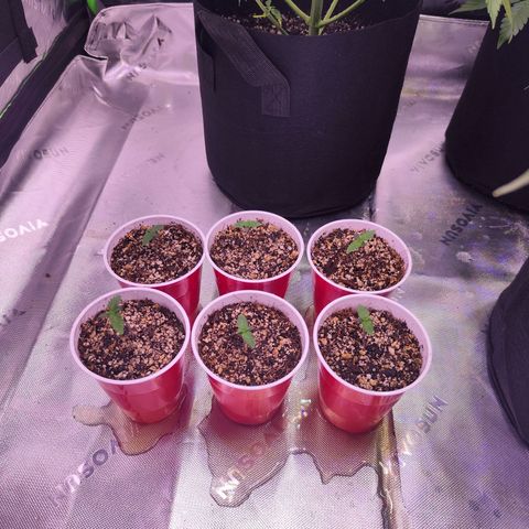 Super Skunk growlog timeline photo