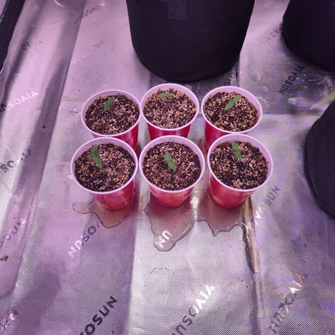 Gelato Kush growlog timeline photo