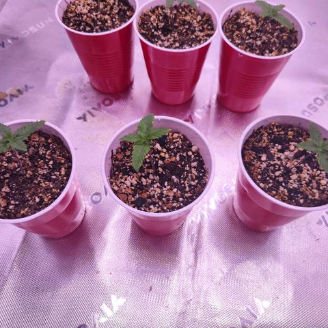 Gelato Kush growlog timeline photo