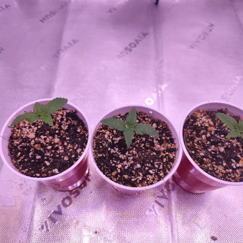 Super Skunk growlog timeline photo