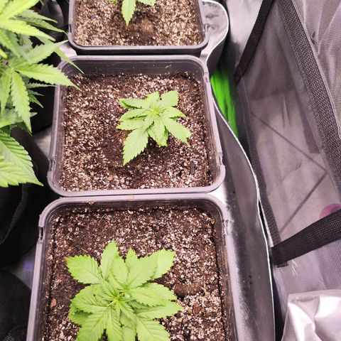 Super Skunk growlog timeline photo