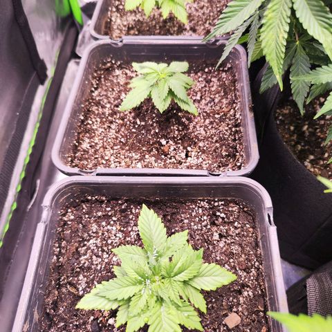Gelato Kush growlog timeline photo
