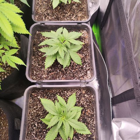 Super Skunk growlog timeline photo