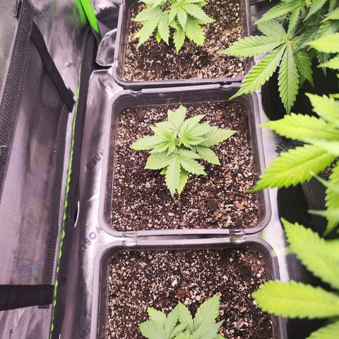 Gelato Kush growlog timeline photo