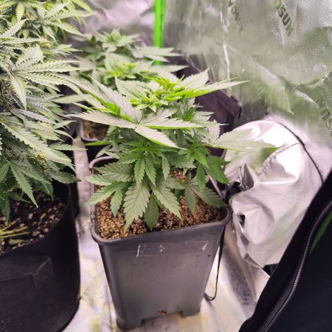 Super Skunk growlog timeline photo