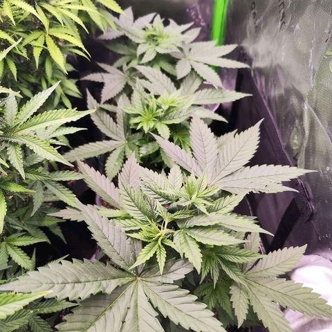 Super Skunk growlog timeline photo