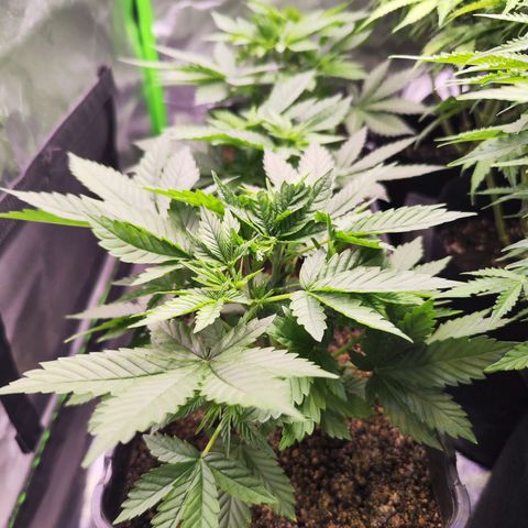 Gelato Kush growlog timeline photo