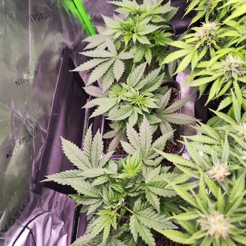 Gelato Kush growlog timeline photo