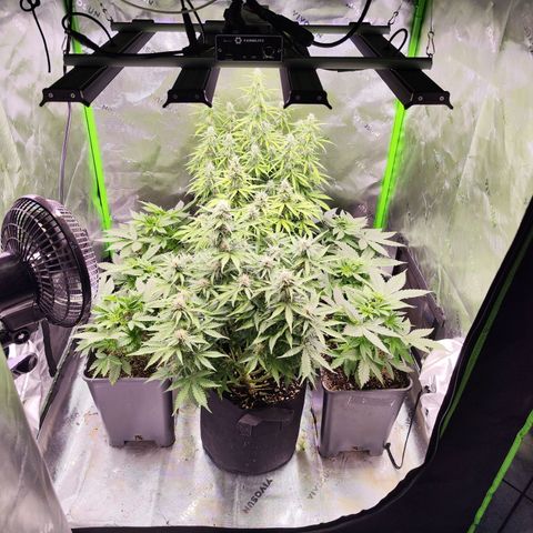 Gelato Kush growlog timeline photo
