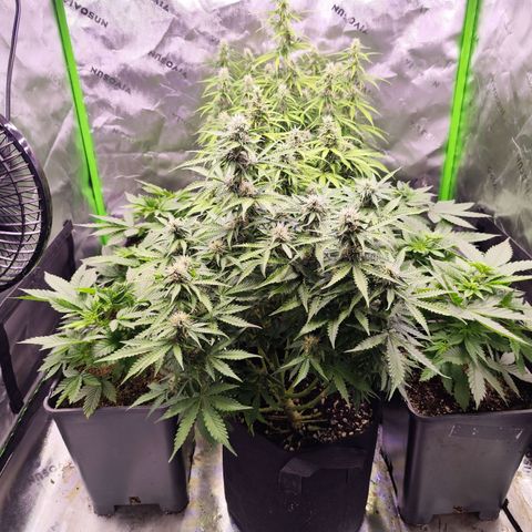 Gelato Kush growlog timeline photo