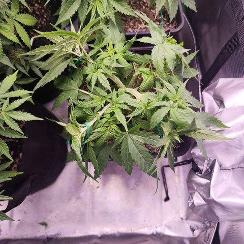 Super Skunk growlog timeline photo
