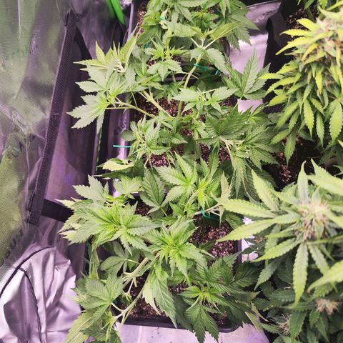 Gelato Kush growlog timeline photo
