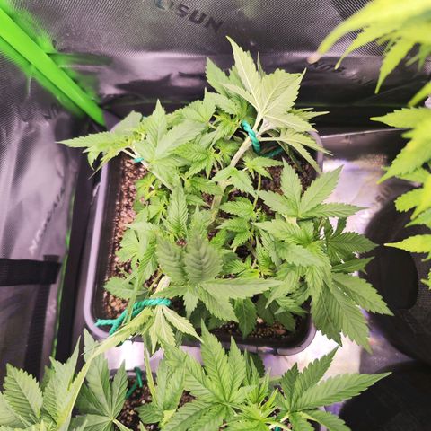 Gelato Kush growlog timeline photo