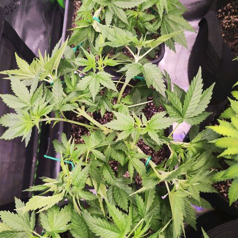 Gelato Kush growlog timeline photo