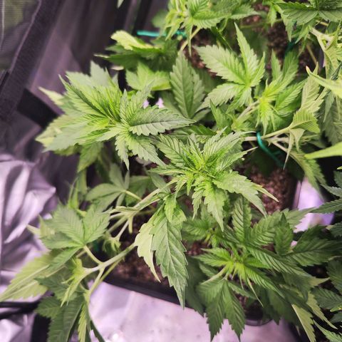 Gelato Kush growlog timeline photo