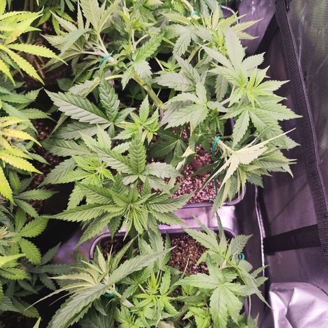 Super Skunk growlog timeline photo