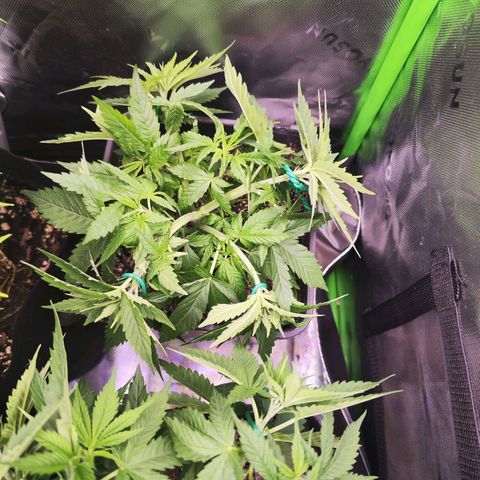 Super Skunk growlog timeline photo