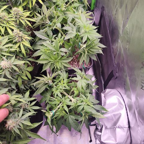 Super Skunk growlog timeline photo