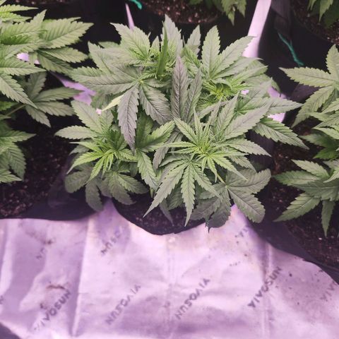 Super Skunk growlog timeline photo