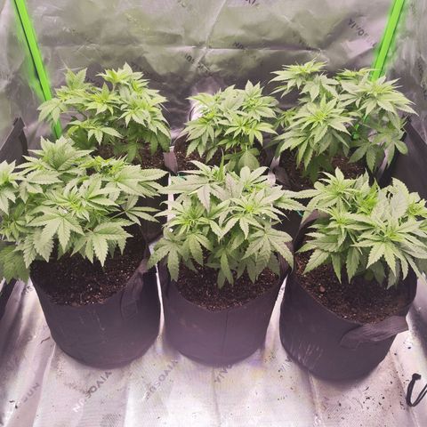 Super Skunk growlog timeline photo