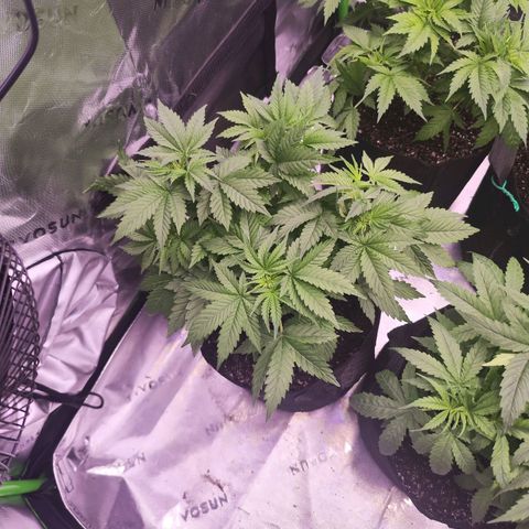 Super Skunk growlog timeline photo