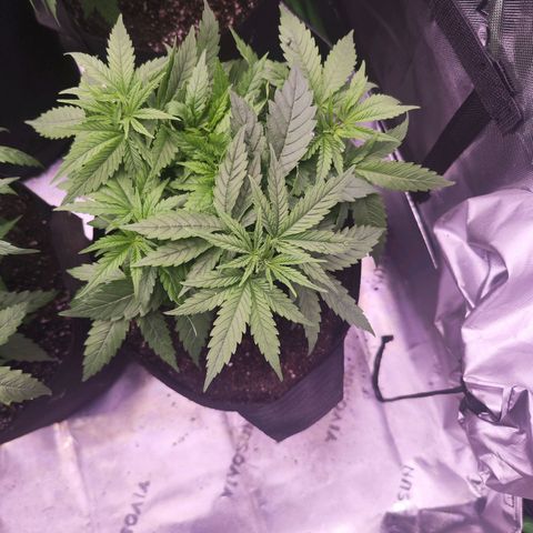 Super Skunk growlog timeline photo