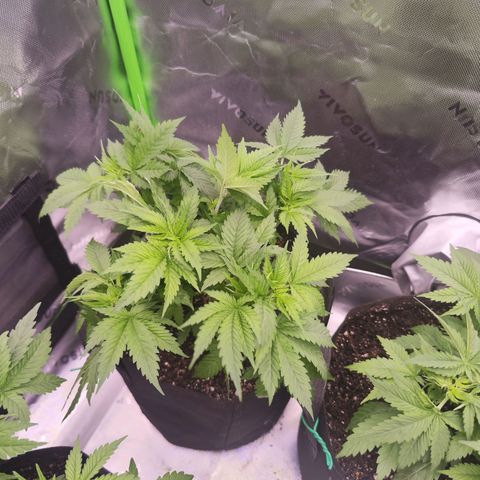 Gelato Kush growlog timeline photo
