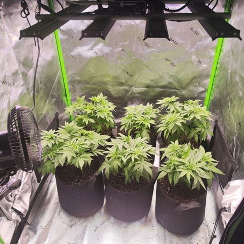Gelato Kush growlog timeline photo