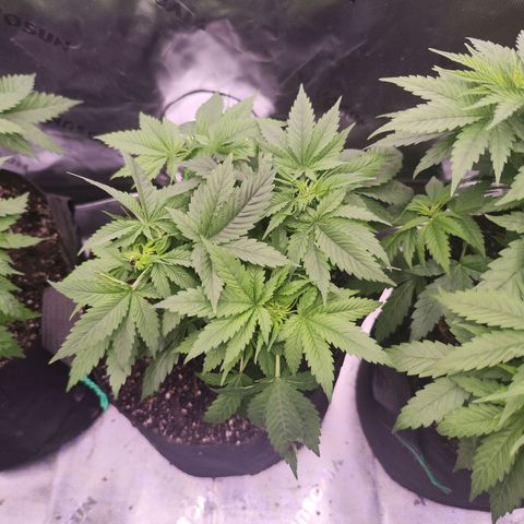 Gelato Kush growlog timeline photo