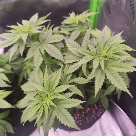 Gelato Kush growlog timeline photo