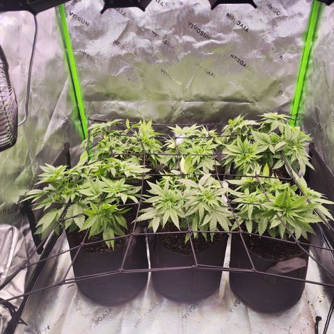 Super Skunk growlog timeline photo